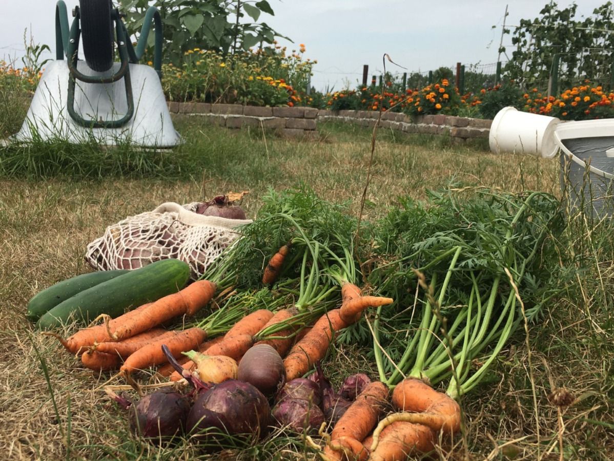 permacultuur moestuin